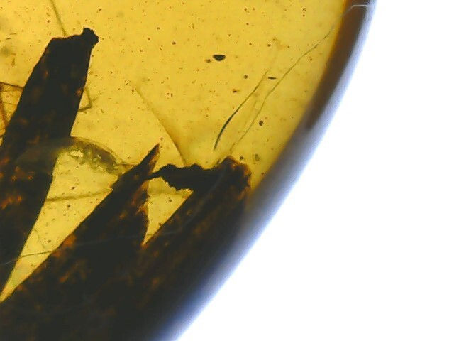 Thumbnail: Many Leaves (Cupressaceae), Rare Leaf Fossil in Genuine Burmite Amber, 98myo