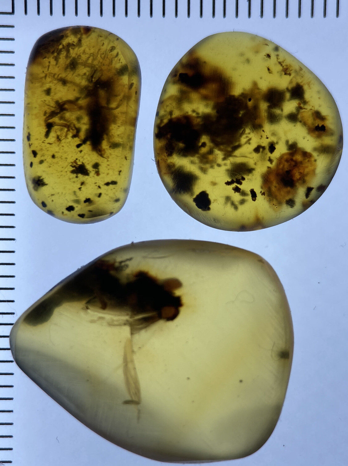 HQ 3 Beautiful Unknown Insects, In Beautiful Genuine Burmite Amber, Dino 98myo