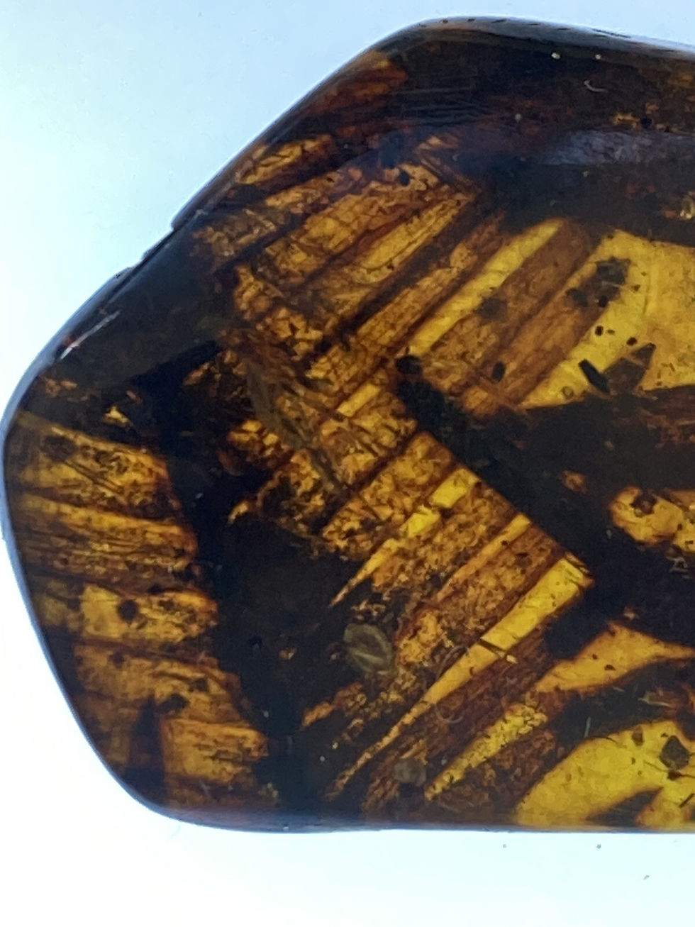 Huge Leaves (Metasequoia) Fossil, Leaf Inclusion in Genuine Burmite Amber, 98myo