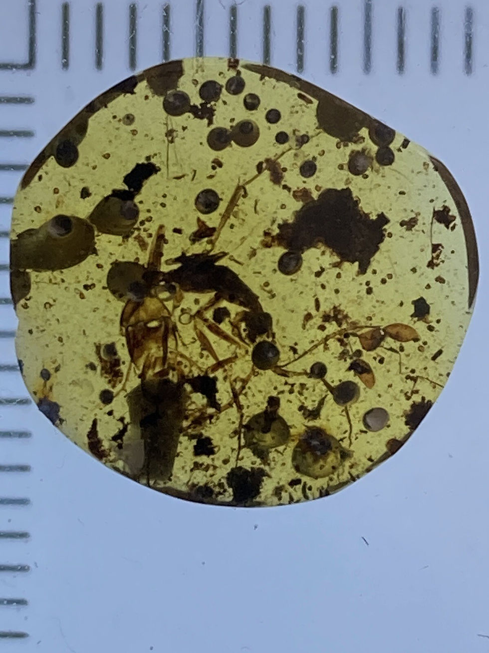 Thumbnail: ULTRA RARE Extinct HAIDOMYRMEX Ant, In Genuine Burmite Amber, 98MYO! MUSEUM Q