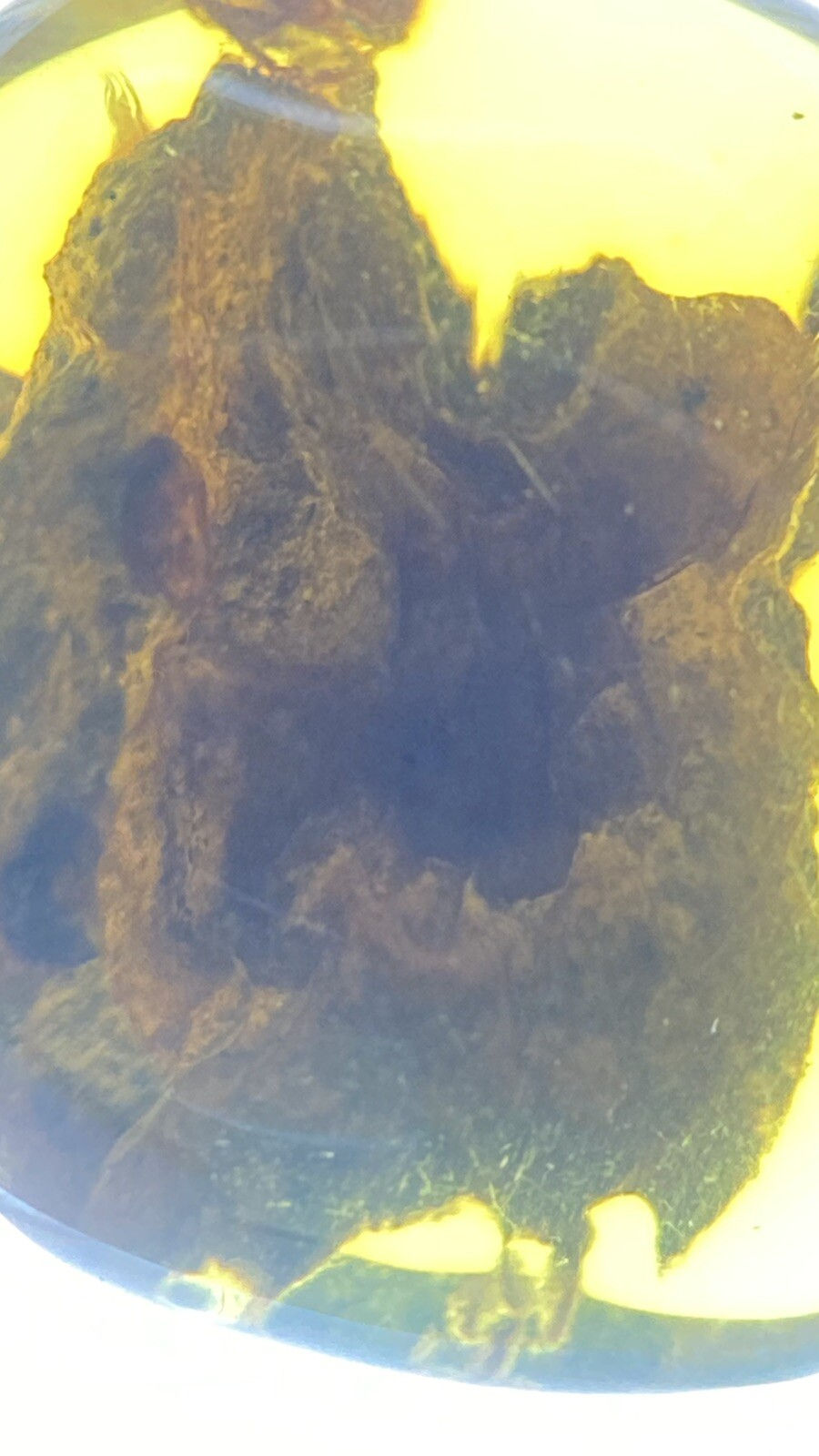 Thumbnail: Huge 3D Unknown BEAUTIFUL Pristine Fossil (Wood?) , Genuine burmite Amber, 98myo