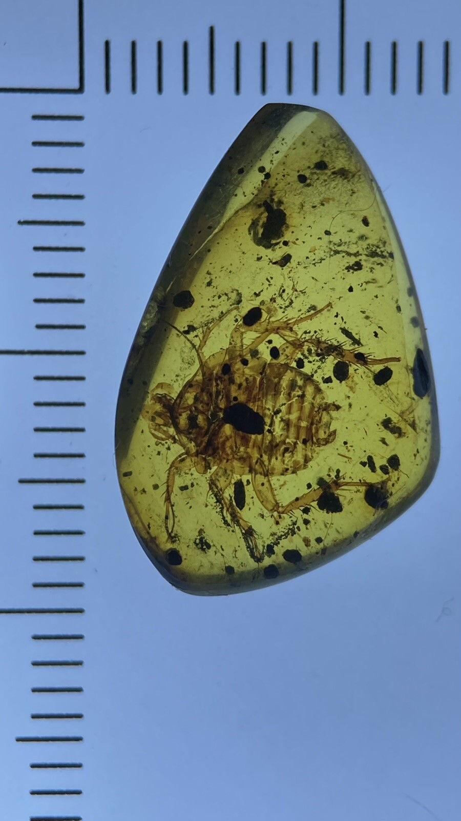 Thumbnail: Huge Perfect Roach Cockroach 🪳, Pristine Fossil In Genuine burmite Amber, 98myo