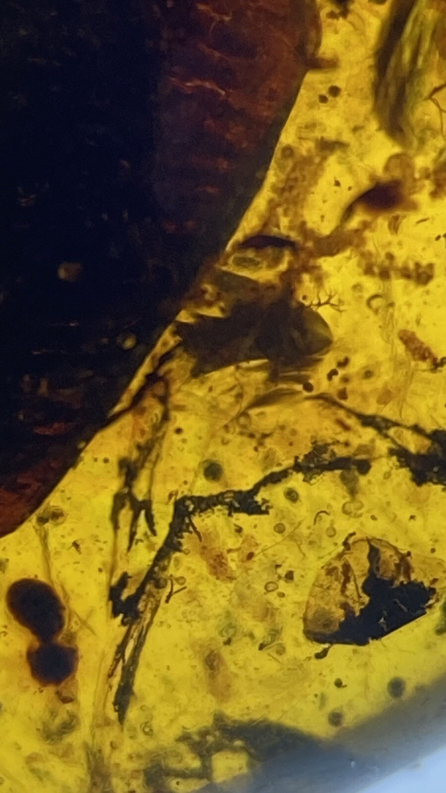 Thumbnail: Egg sack, Many Insects Ferns Leaves Thorn Fossil In Genuine Burmite Amber, 98myo