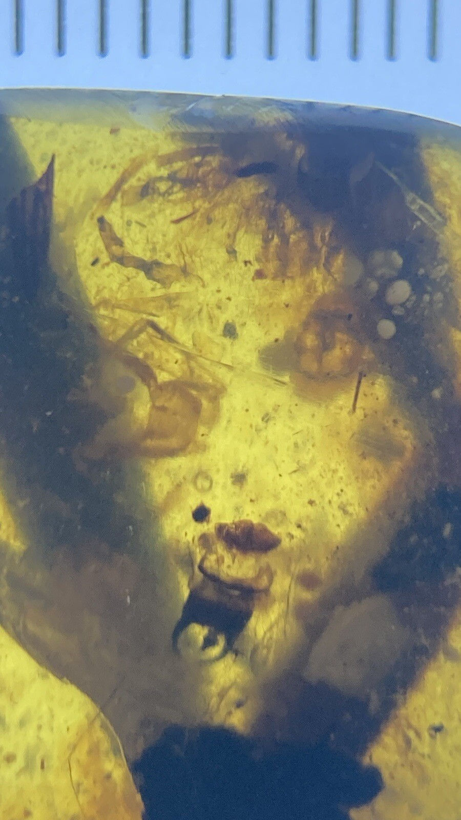 Thumbnail: Huge Branch & Leaves, Fossil In Genuine Burmite Amber, 98myo