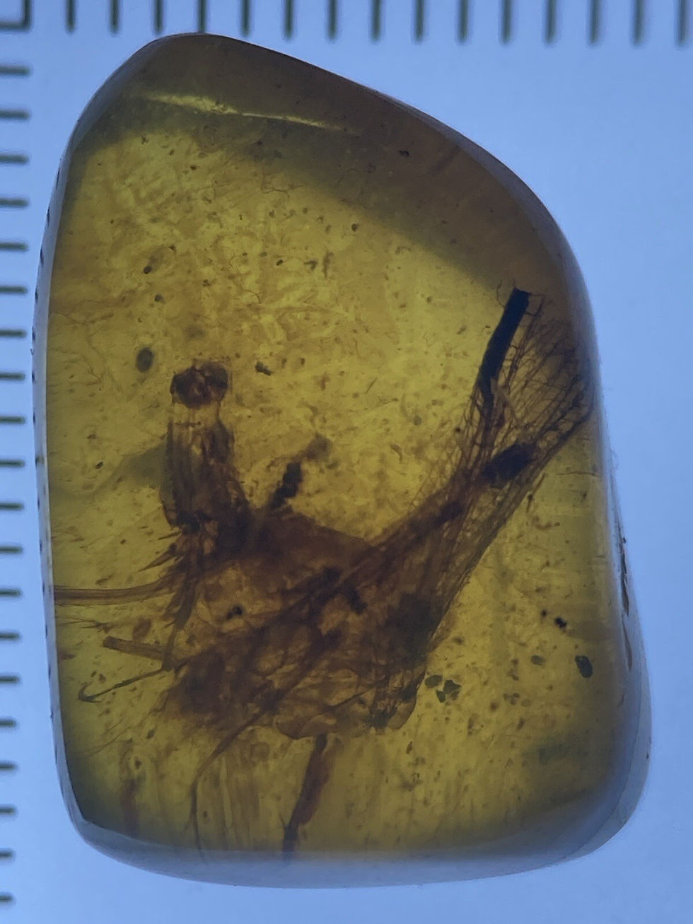 Thumbnail: Beautiful Wings & Thorns, Pristine Insect Fossil In Genuine Burmite Amber, 98myo