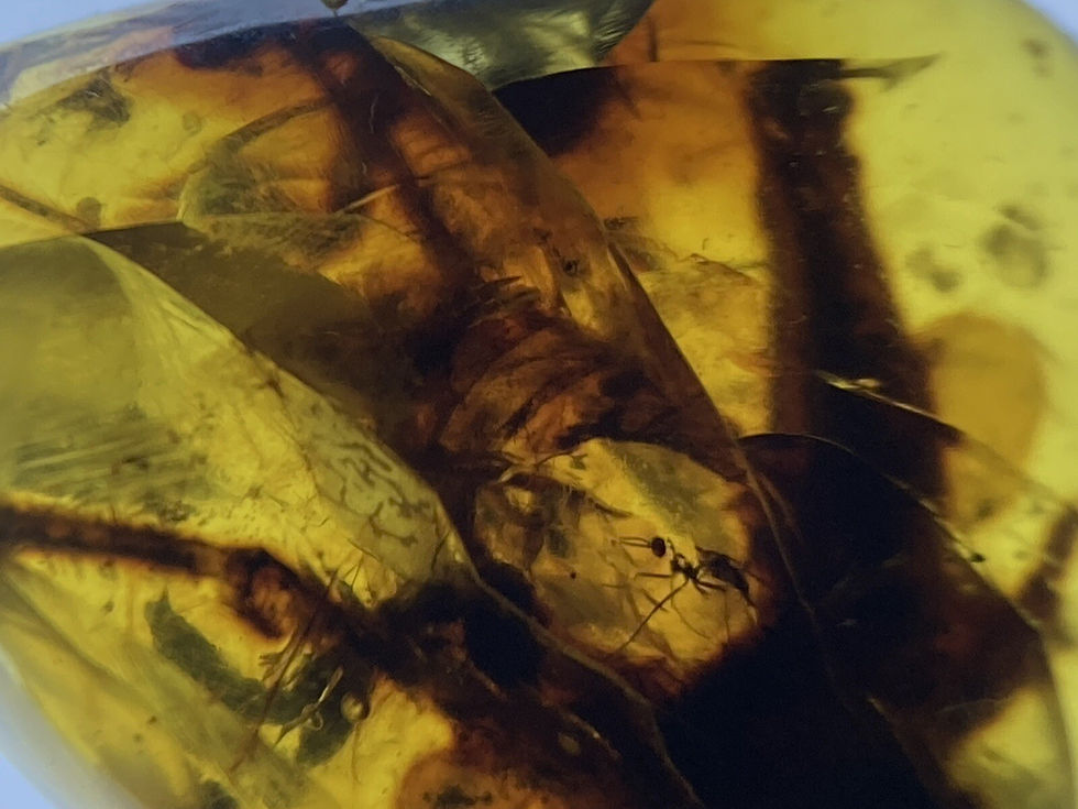 Thumbnail: HUGE Grasshopper & Other Insect Inclusions Fossil, Genuine Burmite Amber, 98myo