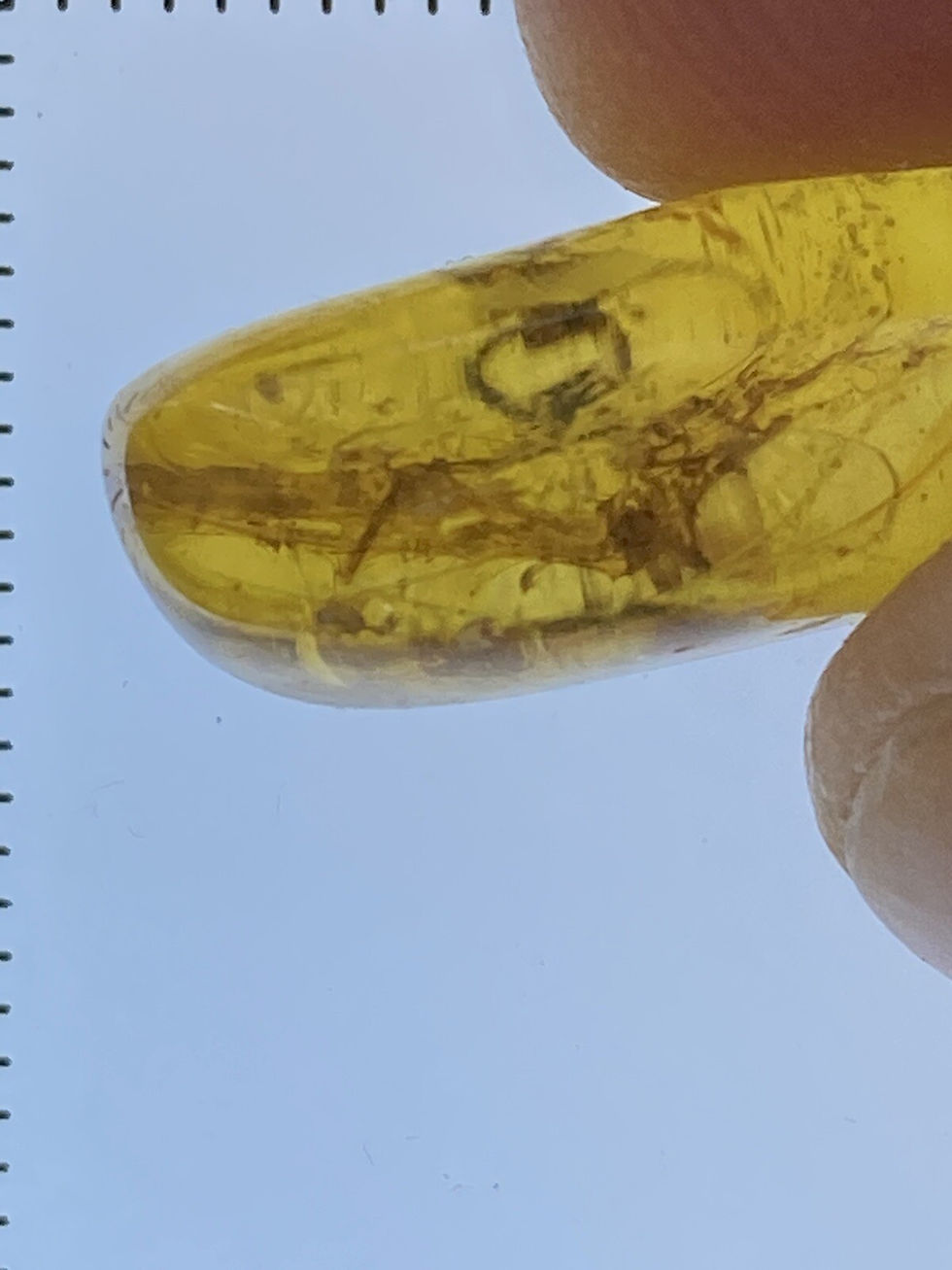 Thumbnail: Huge PHASMATODEA 20mm, Stick-Bug Fossil In Burmite (Myanmar Amber), 98MYO!