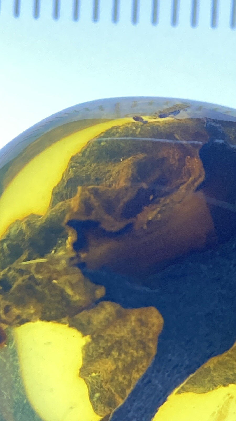 Thumbnail: Huge 3D Unknown BEAUTIFUL Pristine Fossil (Wood?) , Genuine burmite Amber, 98myo