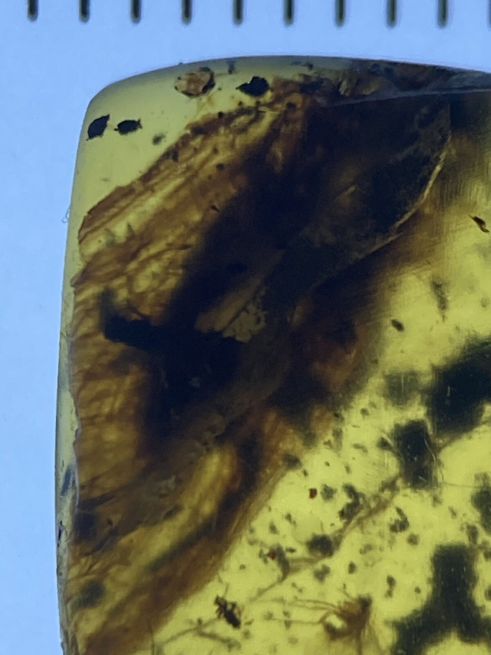 Thumbnail: 2 Large Ancient Cockroach, Clear Roach Fossil In Genuine Burmite Amber, 98MYO