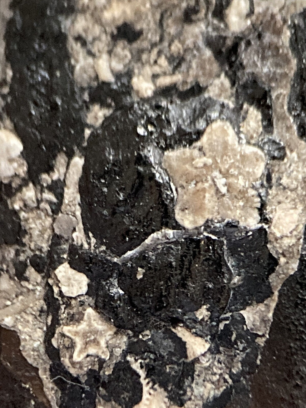 Thumbnail: 3 Sea Crinoids, Aquatic Fossil Inclusion Genuine Burmite Myanmar Amber, 98MYO