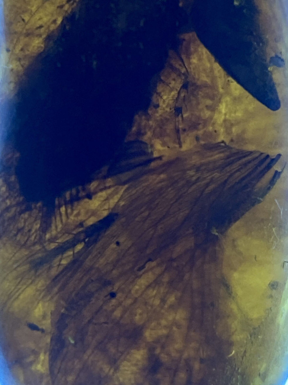 Thumbnail: HQ 3 Beautiful Unknown Inclusions, In Pristine Genuine Burmite Amber, Dino 98myo