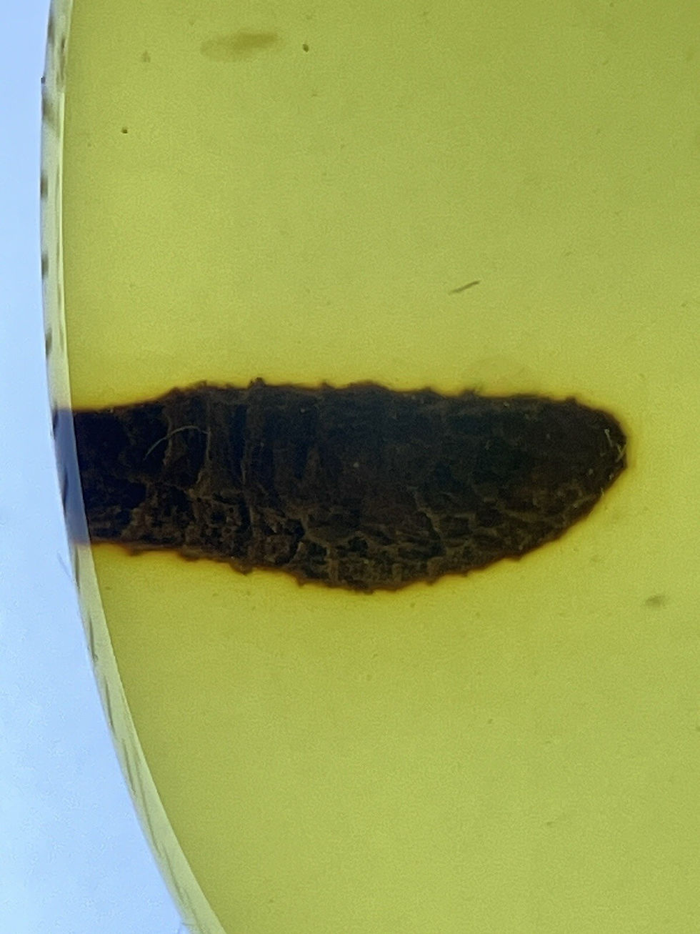 Strange Biologic (twig?) Fossil, Genuine Burmite Amber Fossil Inclusion, 98myo