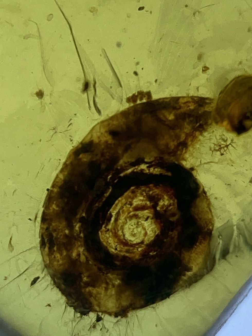 Thumbnail: Huge Fossil Snail 8mm - Perfect Inclusion In Genuine Burmite Amber, 98MYO