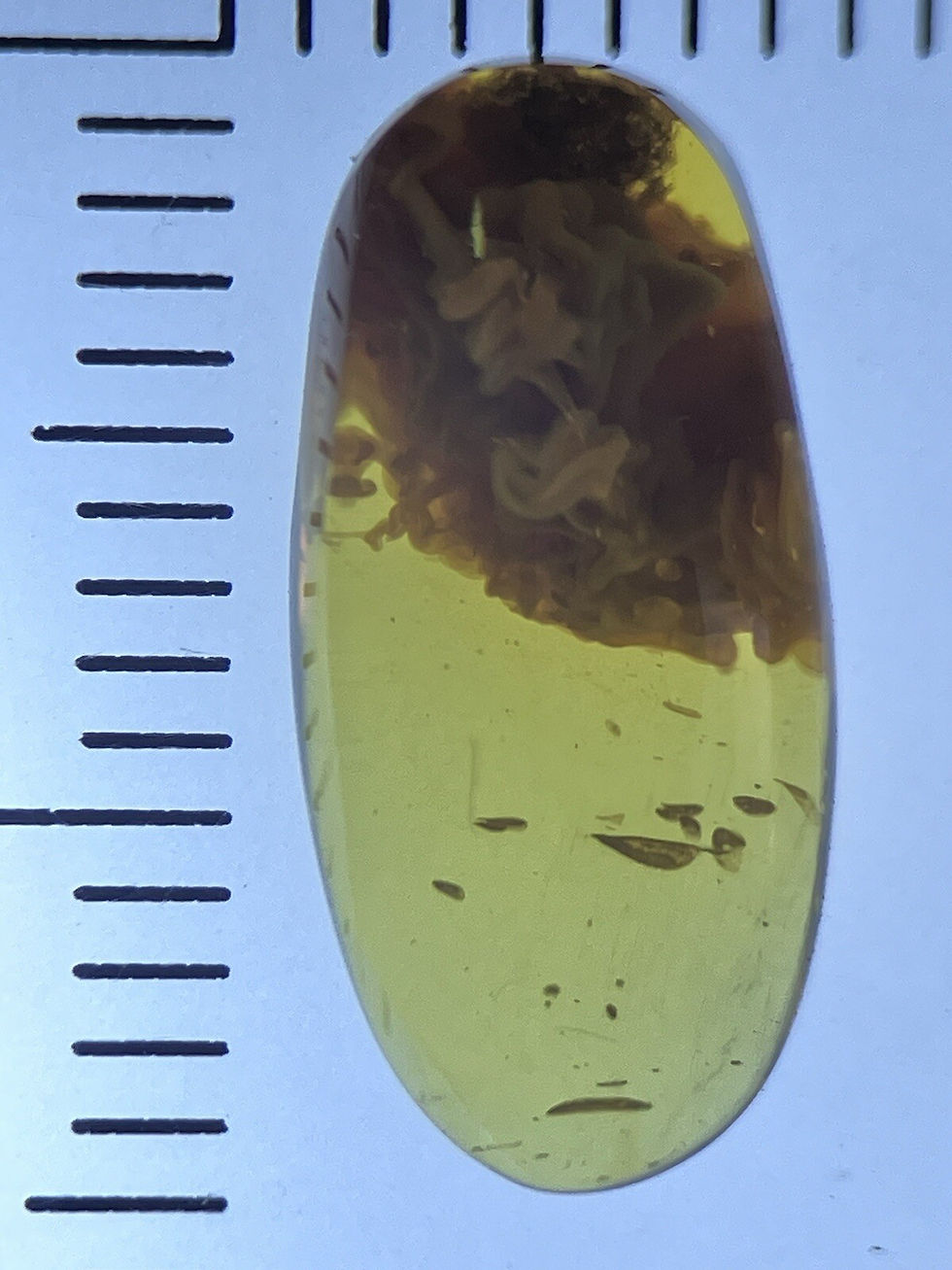 Thumbnail: Mollusk Snail Shellfish, Ultra Rare Fossil Inclusion Genuine Burmite Amber 98myo