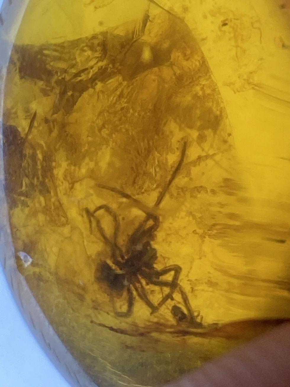 Thumbnail: Beautiful Clear Spider Inclusion, Fossil In Genuine Burmite Amber, 98MYO