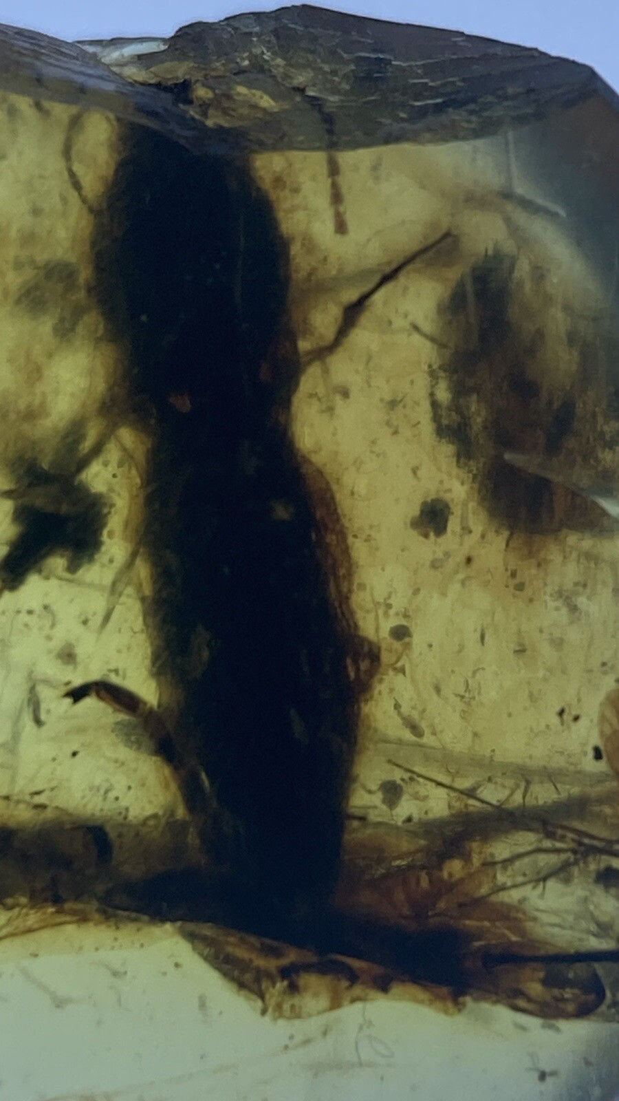 Thumbnail: Unknown Bug Beetle Fossil Inclusions, In Genuine Burmite Amber, 98myo