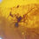 Thumbnail: Beautiful Clear Spider Inclusion, Fossil In Genuine Burmite Amber, 98MYO