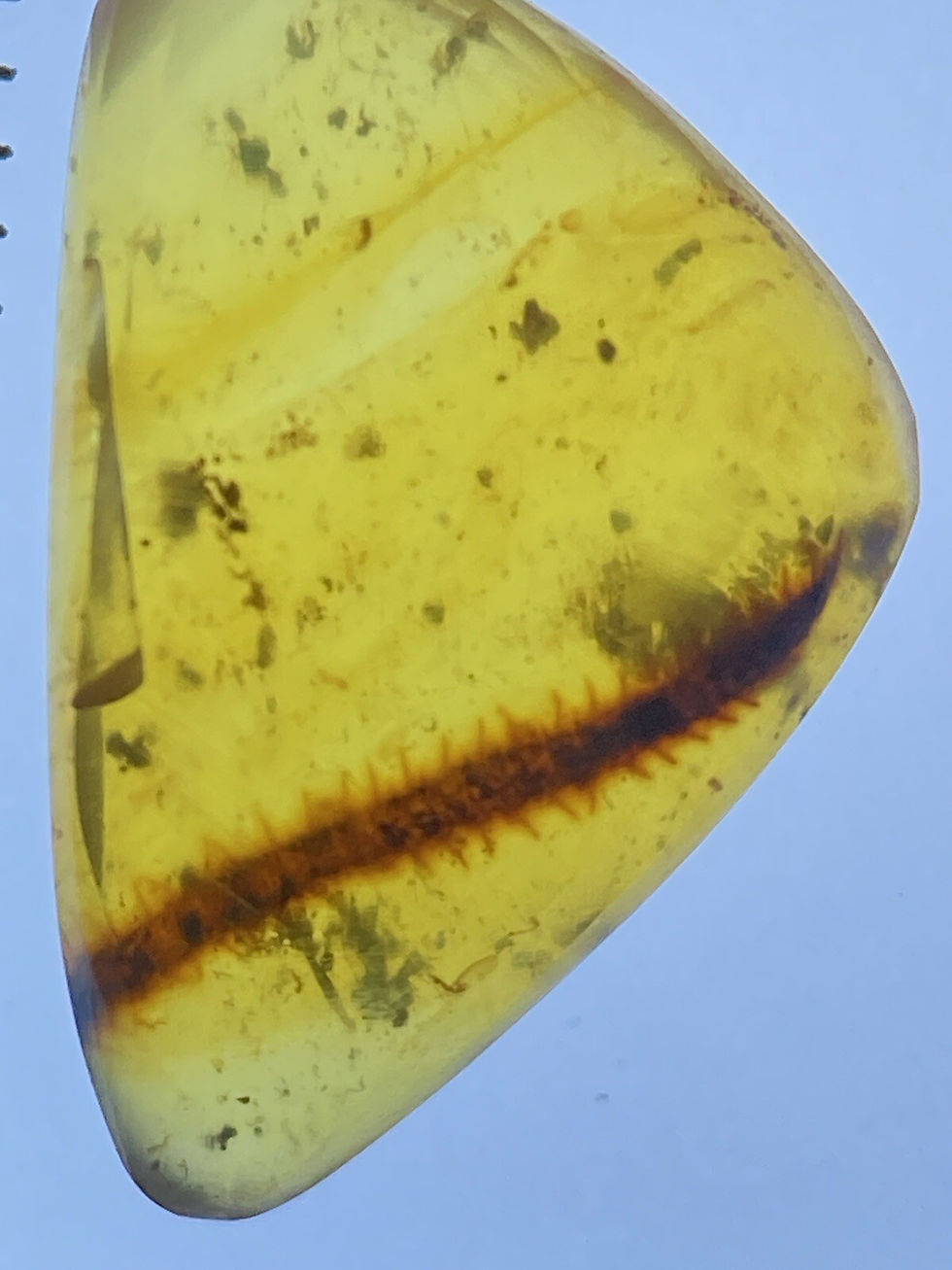 Thumbnail: Perfect Moss Inclusion, Rare Botanic Fossil in Genuine Burmite Amber, 98myo