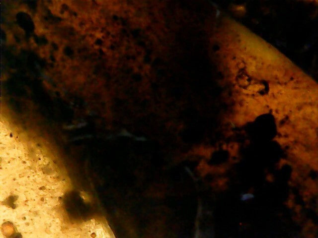 Thumbnail: 55mm Huge Half lizard, In Genuine Burmite (Myanmar Amber), Dates 98myo