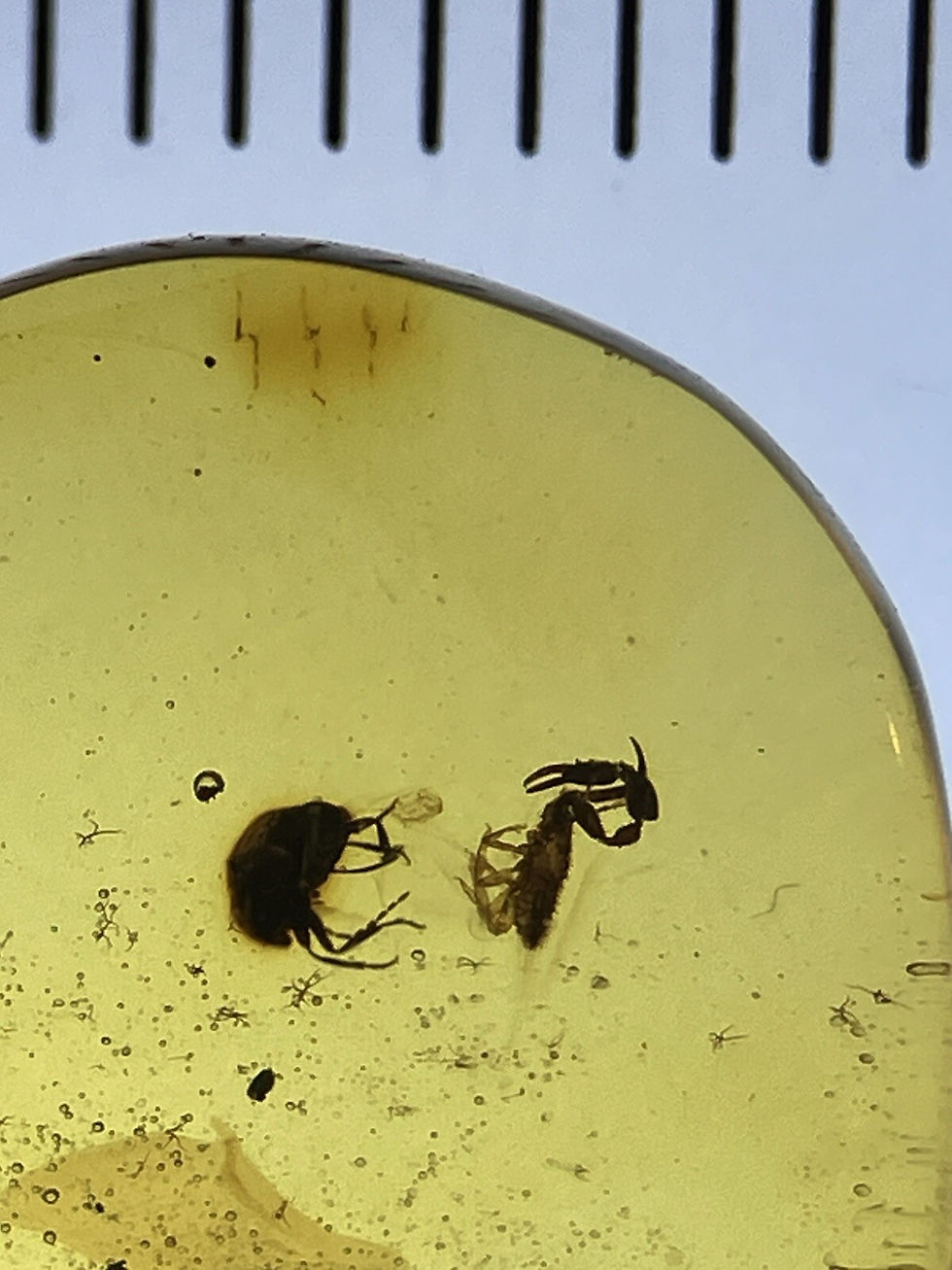Thumbnail: Perfect Rare Pseudoscorpion & Bug, HQ Genuine Burmite Amber Fossil, 98myo