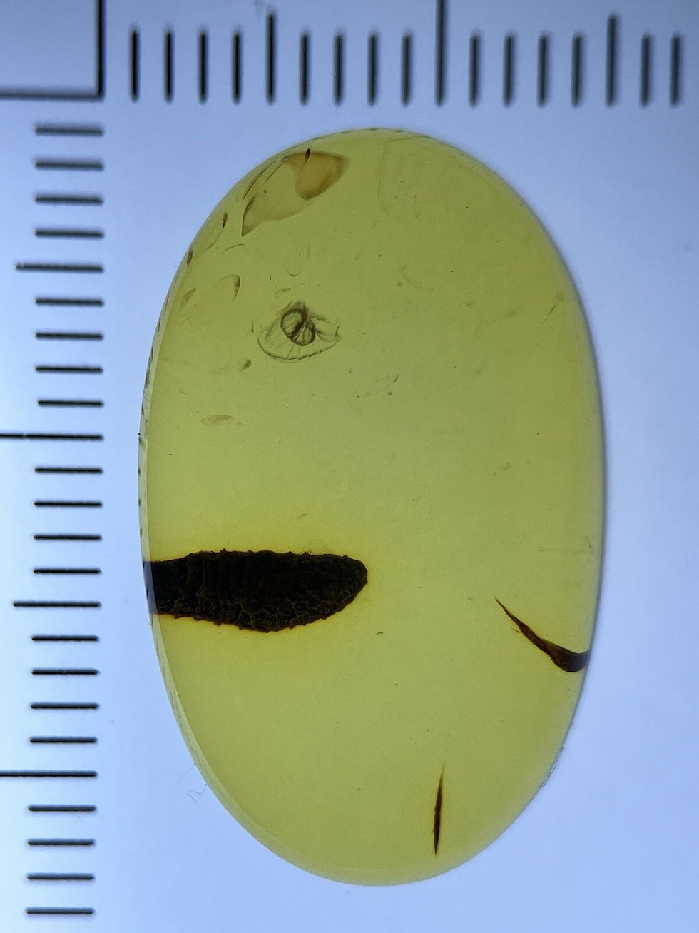 Thumbnail: Strange Biologic (twig?) Fossil, Genuine Burmite Amber Fossil Inclusion, 98myo