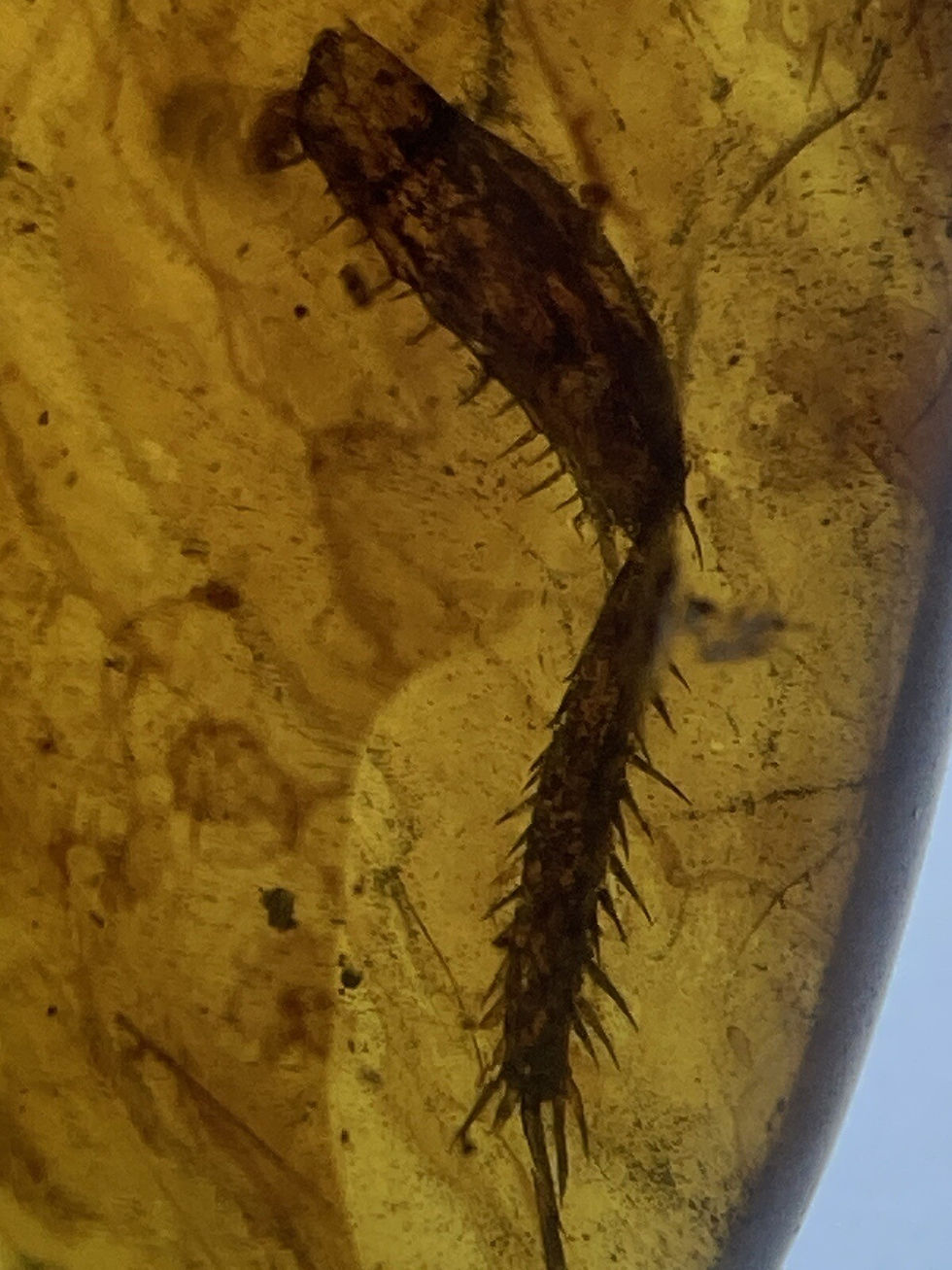 Thumbnail: Huge 13mm Cockroach Leg, Clear Roach Fossil In Genuine Burmite Amber, 98MYO