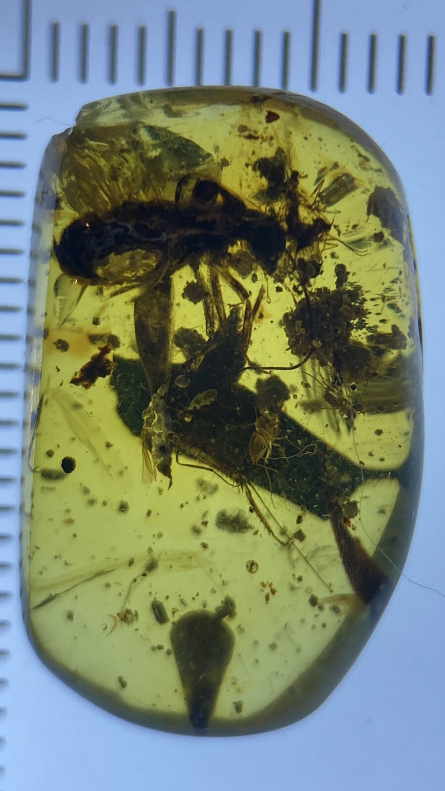 Thumbnail: Perfect Two Roaches, Cockroach ++ Inclusion Fossil Genuine Burmite Amber, 98MYO