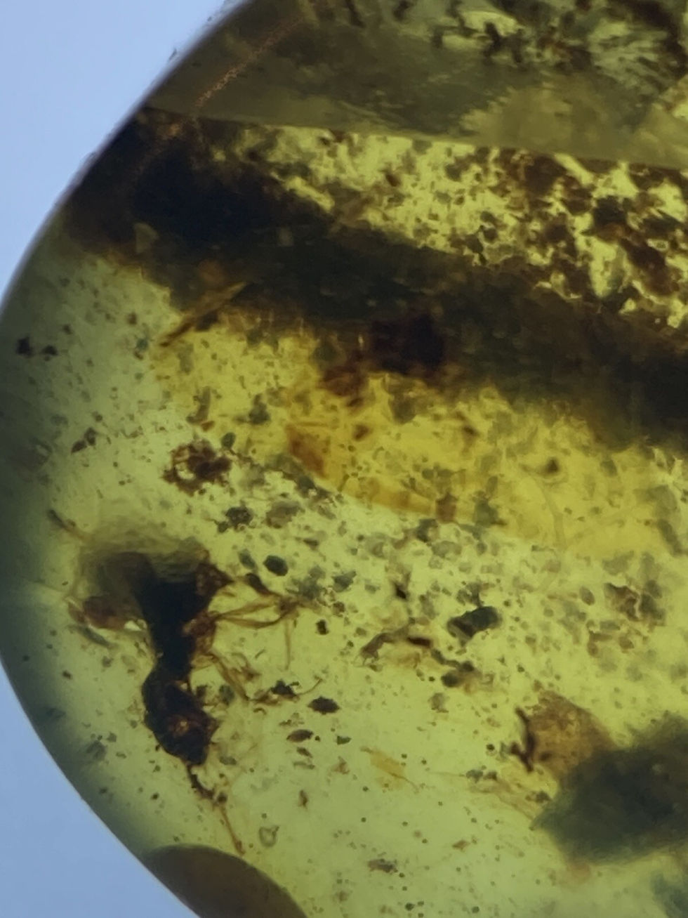 Thumbnail: Branch Twig Wood Disintegrating CLEAREST, Genuine Burmite Ambers, 98MYO