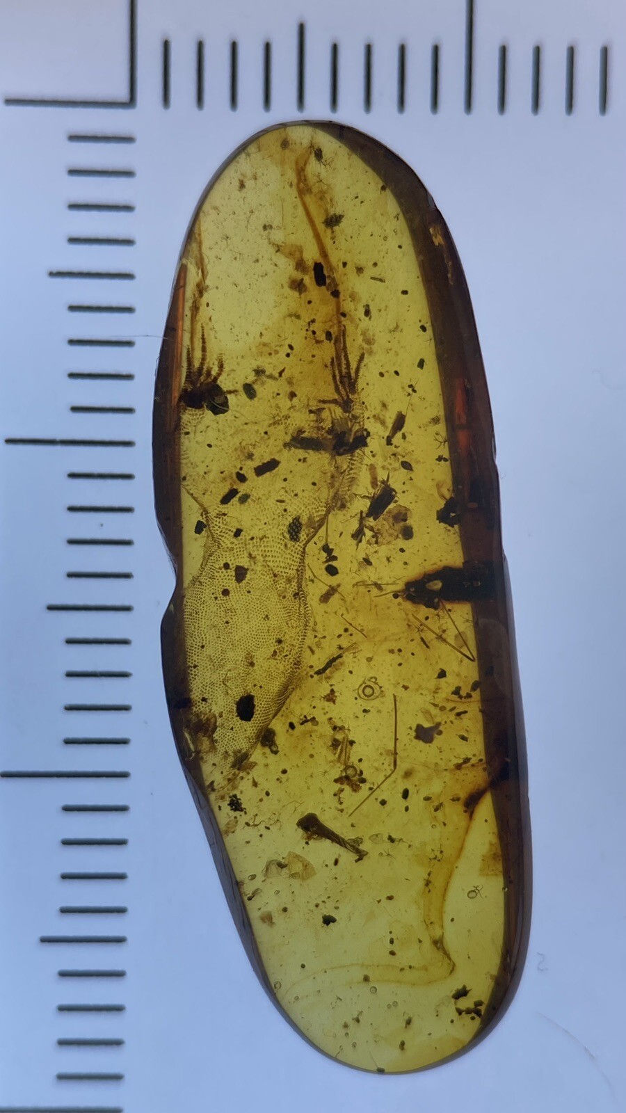 Thumbnail: Extraordinarily Detailed 19mm Half lizard! Genuine Burmite Amber Fossil, 98myo