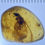 Thumbnail: Large Winged Termite, Fossil In Genuine Burmite Amber, Dates 98MYO