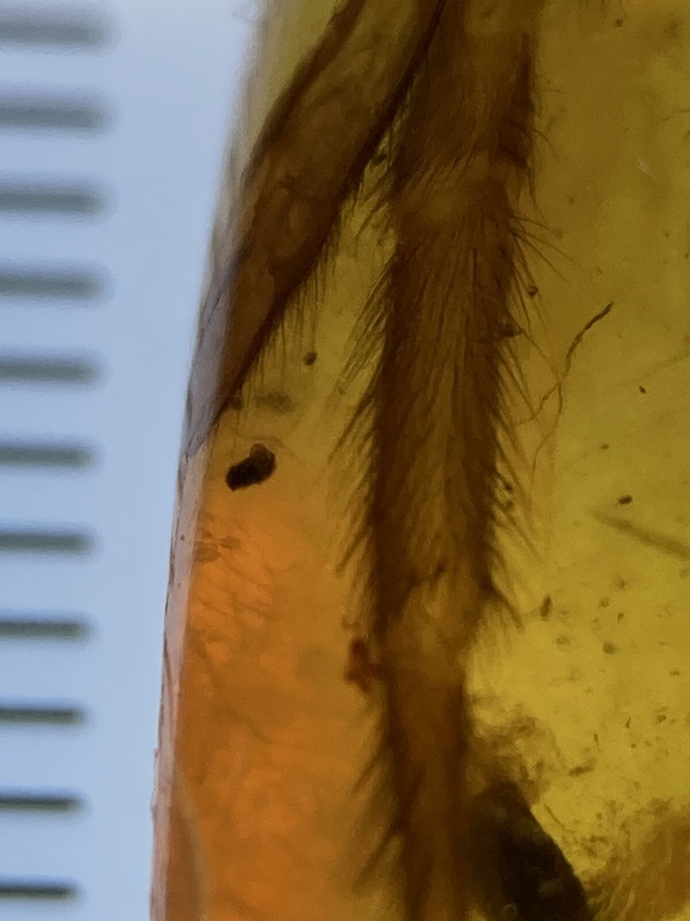 Thumbnail: Huge 19mm Spider Leg, Ultra Clear Fossil In Genuine Burmite Amber, 98MYO