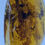 Thumbnail: 18mm Huge LIZARD, Reptile Skin Fossil, Genuine Burmite (Myanmar Amber), 98MYO