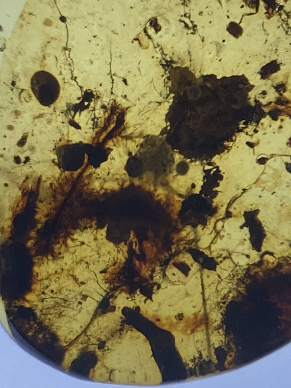 Thumbnail: Unique Lizard HAND / PAW With Scales, Rare Fossil In Genuine Burmite Amber 98MYO