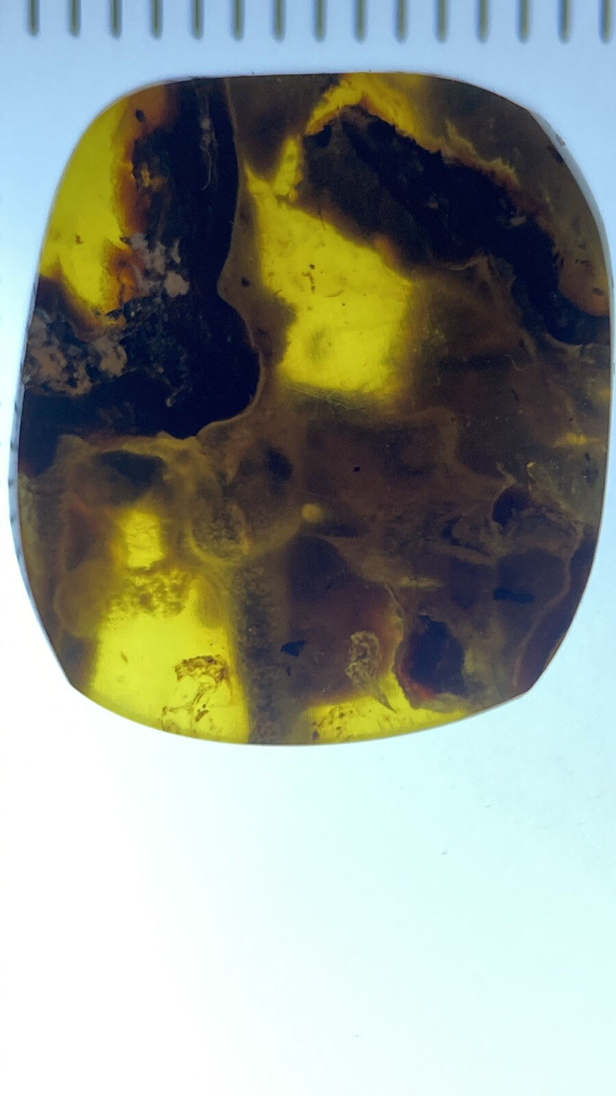 Thumbnail: Beautiful Unknown Inclusions (moss?), In Cretaceous Genuine Burmite Amber, 98myo