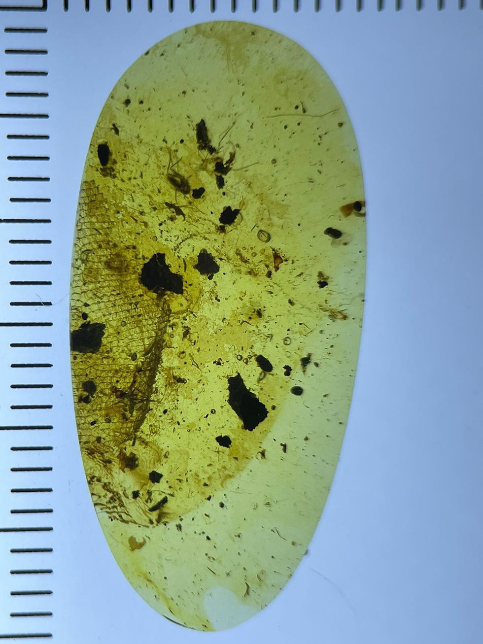 Thumbnail: PERFECT 13x5mm Lizard Scales & botanicals, Genuine Burmite Amber Fossil 98myo