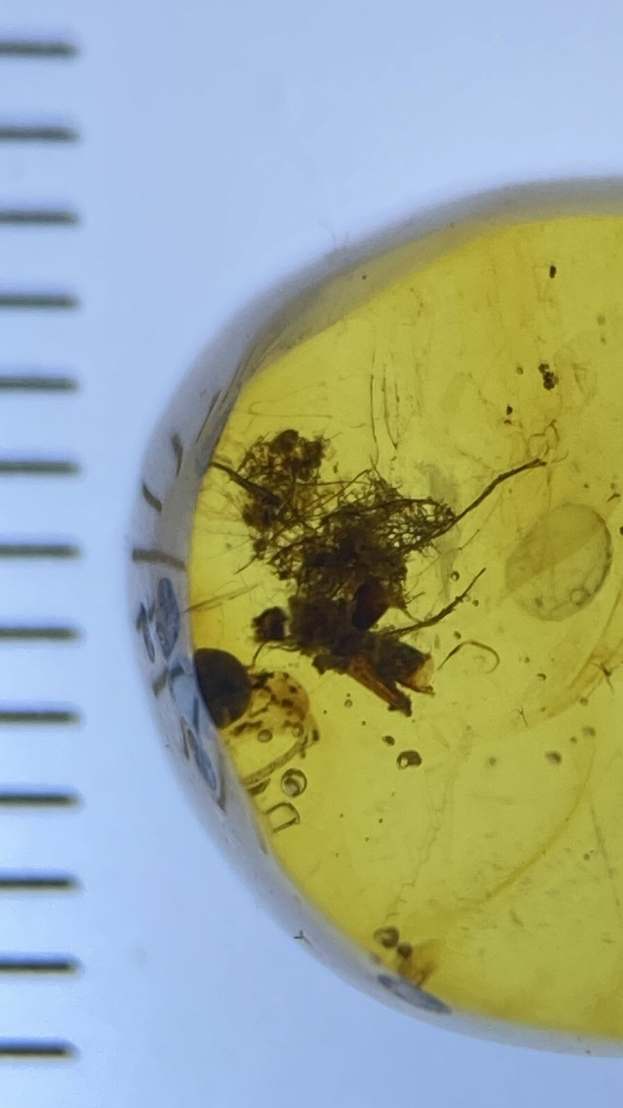 Thumbnail: Unique Fibers / Cobweb Fossils In Cretaceous Genuine Burmite Amber, 98myo