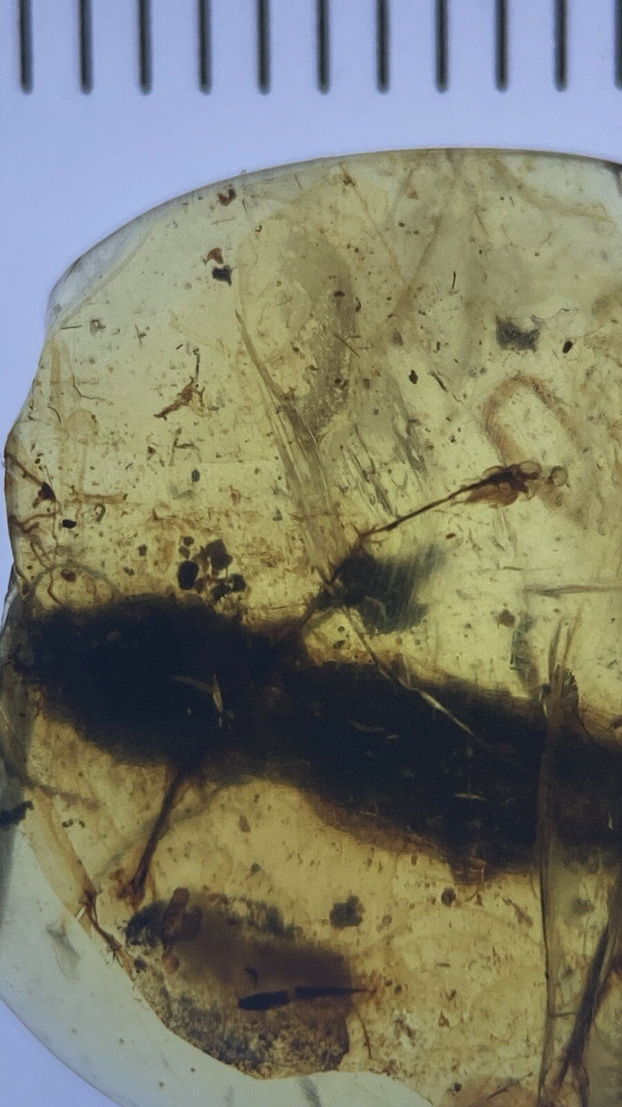 Thumbnail: Unknown Bug Beetle Fossil Inclusions, In Genuine Burmite Amber, 98myo