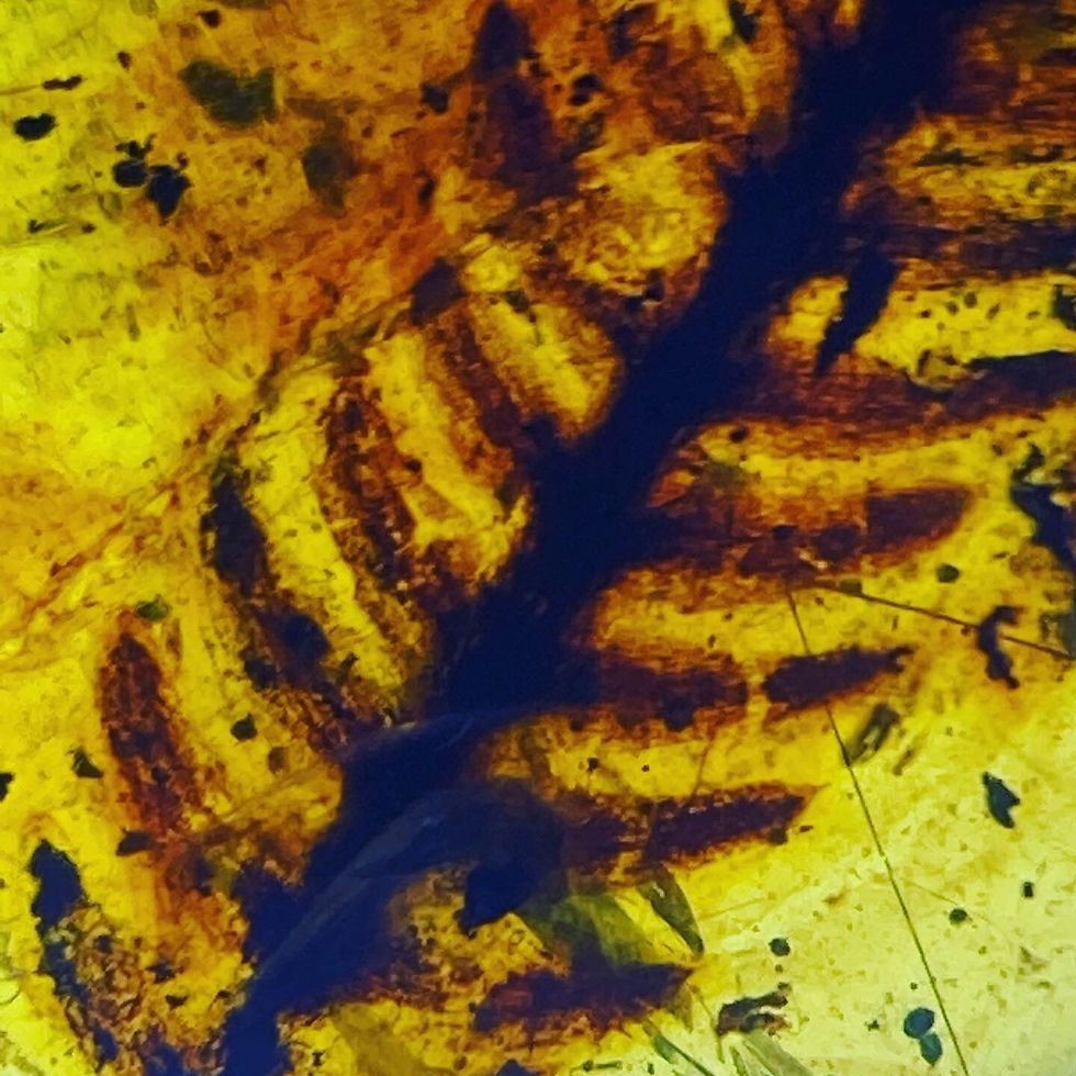 Thumbnail: Leaf 🍁 leaves Pristine Clear Large Fossil In Burmite Amber, 98myo