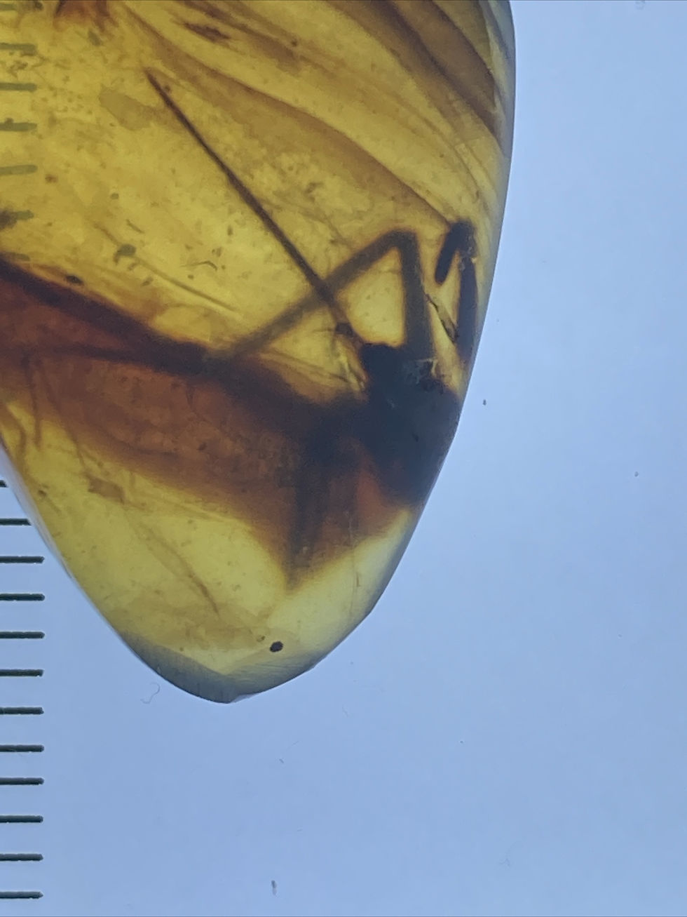 Thumbnail: Huge Spider  10mm Huge Front Legs, Fossil In Genuine Burmite Amber, 98MYO