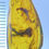 Thumbnail: Flower Bud & Big Fly, Perfect Fossil Inclusion in Genuine Burmite Amber, 98myo