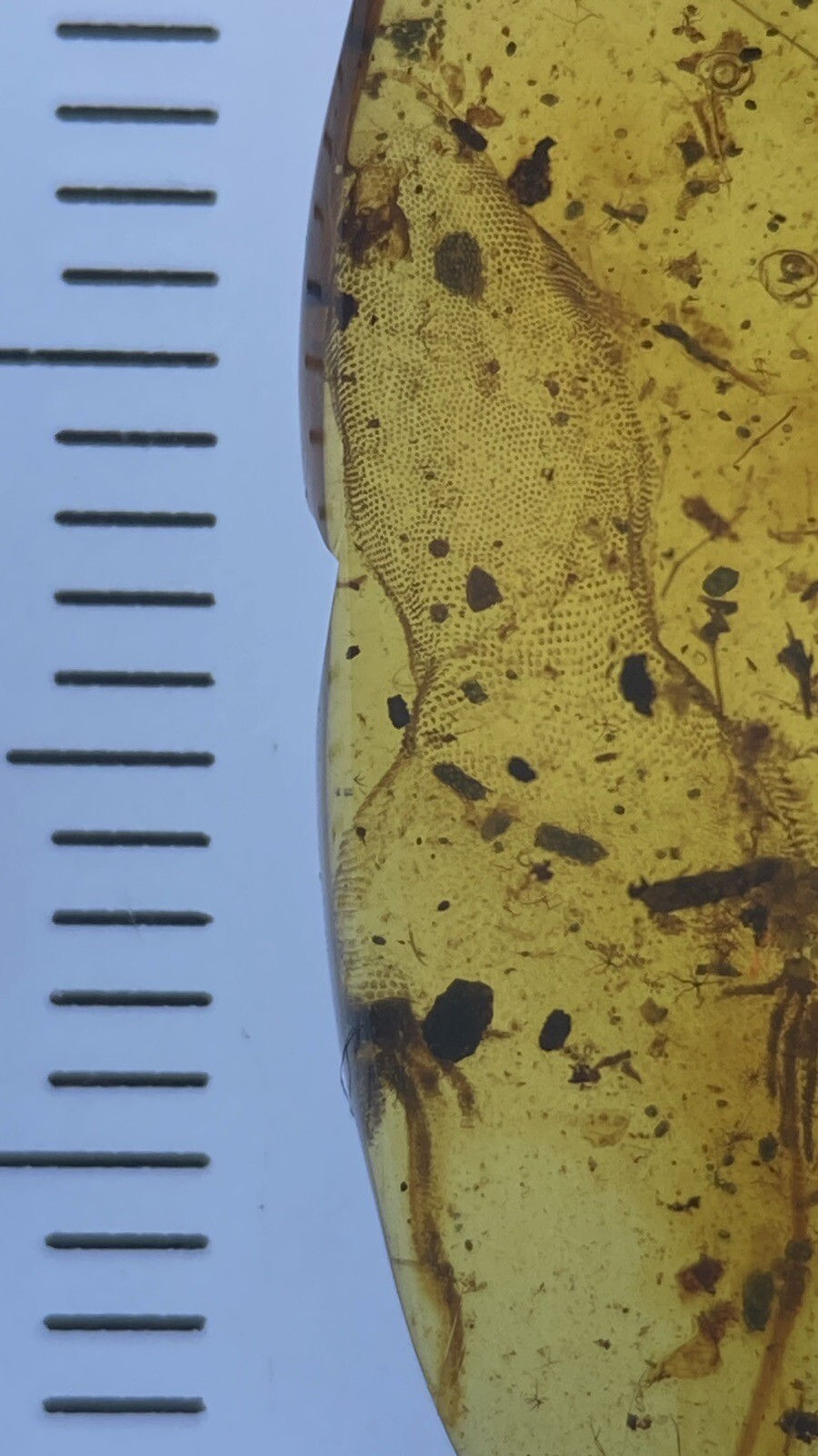 Thumbnail: Extraordinarily Detailed 19mm Half lizard! Genuine Burmite Amber Fossil, 98myo