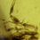 Thumbnail: PERFECT Half Scorpion, Clearest Fossil Inclusion, Genuine Burmite Amber, 98myo