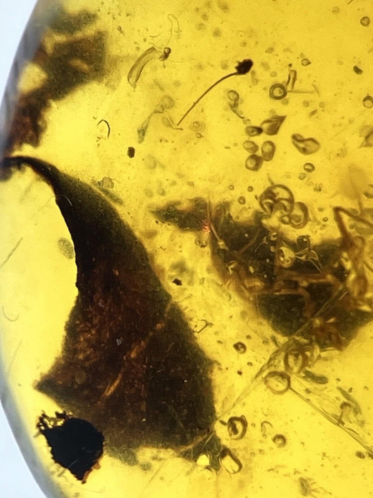 Random derby And Insects In High Qually Genuine Burmite Amber Fossil, 98myo