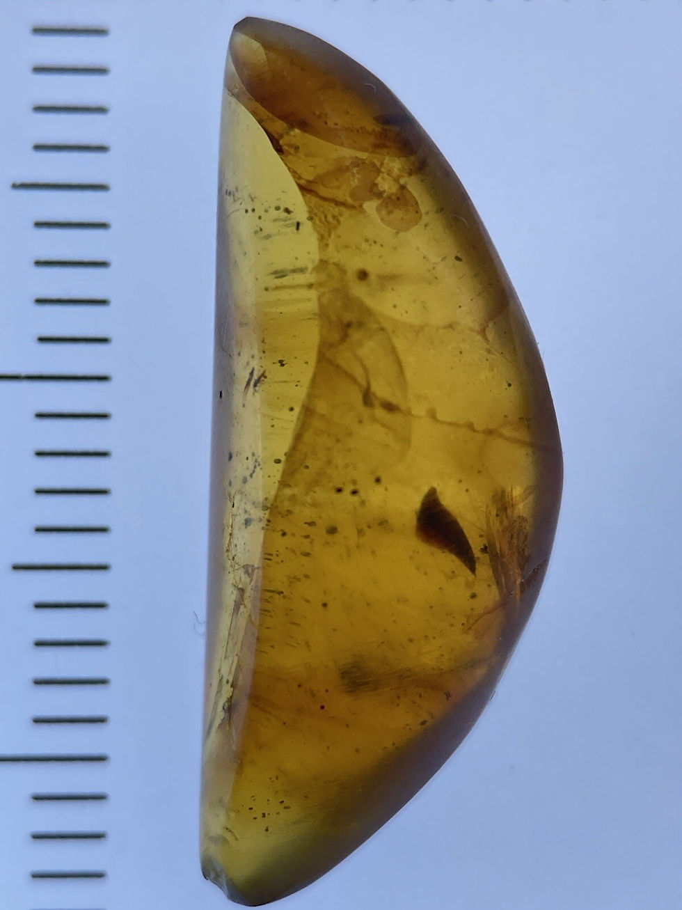 Thumbnail: Ultra Rare Thorn / Claw / Finger lnclusion, In Genuine Burmite Amber, 98myo