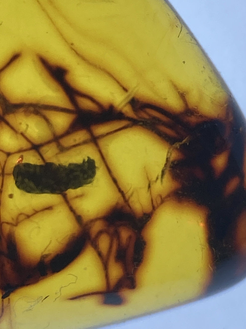 Thumbnail: Clear Beautiful Moss Botanic Fossil, Museum Inclusions, In Burmite Amber 98MYO