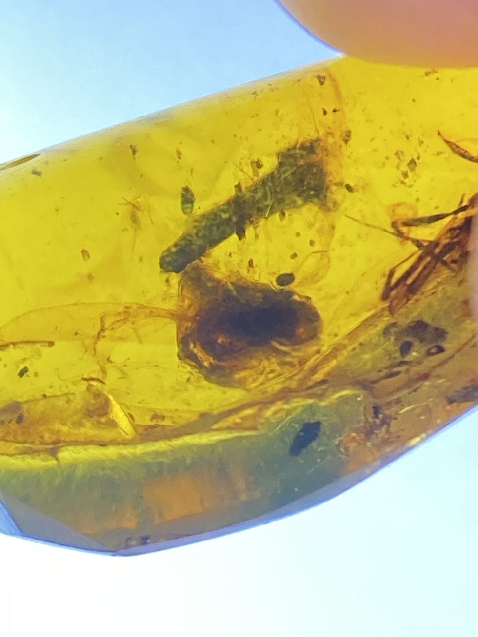 Thumbnail: Flower Bud & Big Fly, Perfect Fossil Inclusion in Genuine Burmite Amber, 98myo