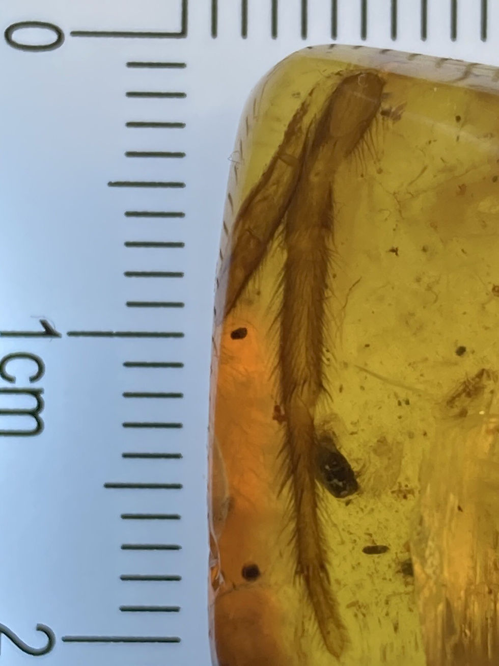 Thumbnail: Huge 19mm Spider Leg, Ultra Clear Fossil In Genuine Burmite Amber, 98MYO