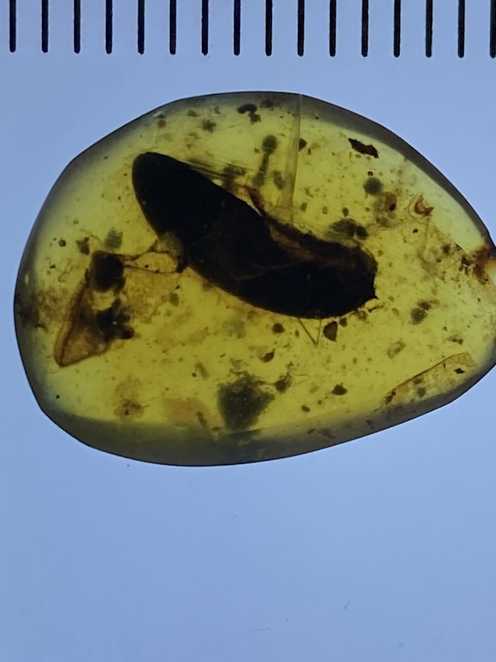 Thumbnail: Unique Leaf & Insect Fossils, Leaves In Genuine Burmite Amber, 98MYO