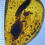 Thumbnail: Egg sack, Many Insects Ferns Leaves Thorn Fossil In Genuine Burmite Amber, 98myo