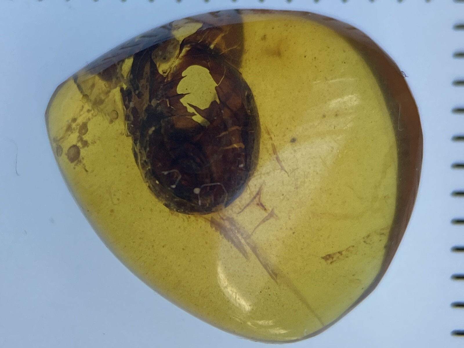 HUGE THORNY Fossil - Genuine Burmite Amber, Dates 98myo